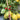 584 White Heart of Kiel Tomato, 5 Seeds