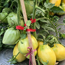 584 White Heart of Kiel Tomato, 5 Seeds