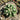 Echinopsis eyriesii Live Cactus, 3-4cm
