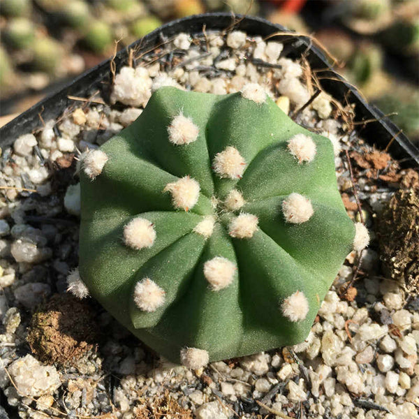Echinopsis eyriesii Live Cactus, 3-4cm