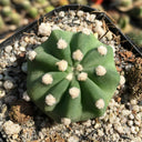 Echinopsis eyriesii Live Cactus, 3-4cm