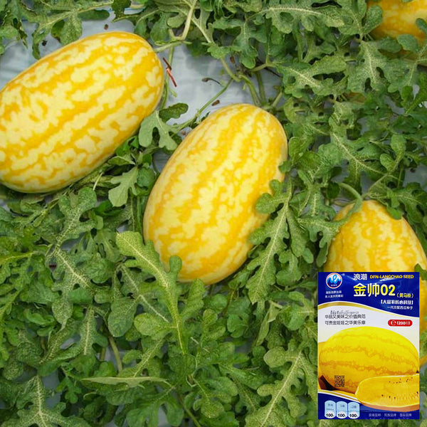 'Jinshuai 02 Golden Robe' Watermelon Seeds, 200 Seeds