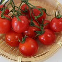 Dwarf Trailing Cherry Tomato 'Tumbling Tom Red', 20-30 Seeds