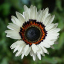 Double White Cape Daisy, 100 Seeds