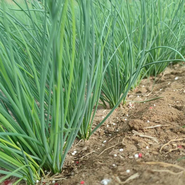 Minqin Sand Scallion, 200 Seeds