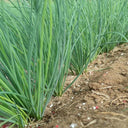 Minqin Sand Scallion, 200 Seeds