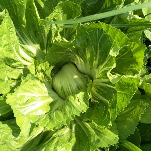 'Selected Dapingpu 818' Mustard Greens Seeds, 10g
