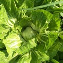 'Selected Dapingpu 818' Mustard Greens Seeds, 10g