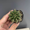 Gymnocalycium mihanovichii var. filadelfiense, 3-4cm