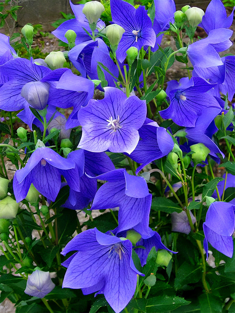 Ballon Flower, Blue