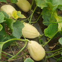 Qingzhou Silver Melon Seeds, 1g