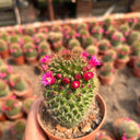 Mammillaria spinosissima, 4-5cm