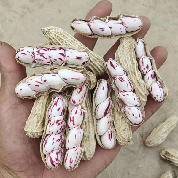 Rainbow Peanut, 20 Seeds