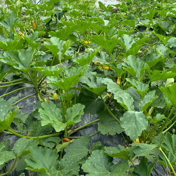 Imperial Concubine Zucchini Seeds, 15 Seeds