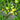 251 Dwarf Grinch Tomato, 5 Seeds