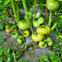 251 Dwarf Grinch Tomato, 5 Seeds