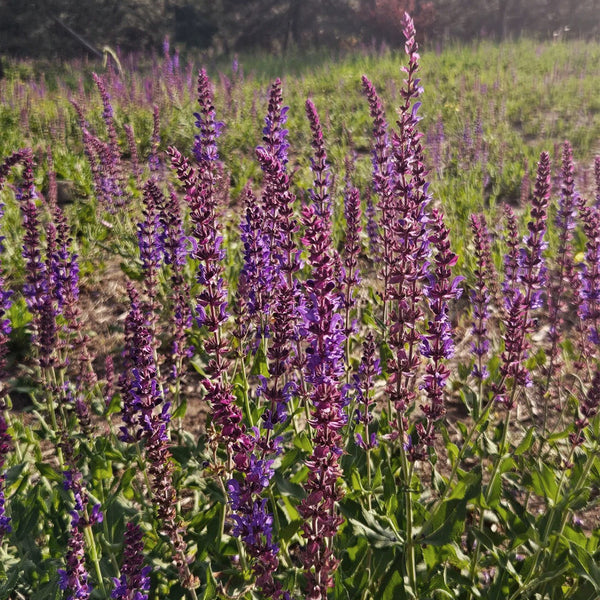 Purple Salvia Seeds, 100 Seeds