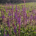 Purple Salvia Seeds, 100 Seeds