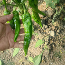 Lameizi Chili Pepper Seeds, 1g