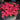 Oxalis 'Hirta Blood Moon', 1 Bulb