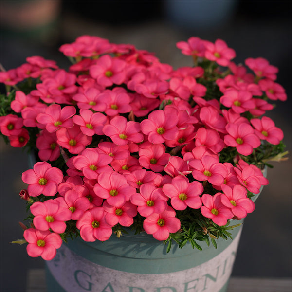 Oxalis 'Hirta Blood Moon', 1 Bulb