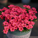 Oxalis 'Hirta Blood Moon', 1 Bulb