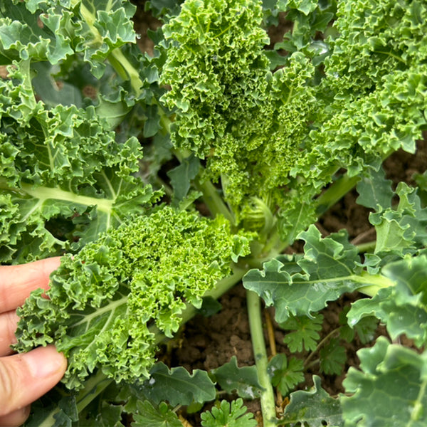 Curly Kale Seeds, 200 Seeds