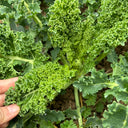 Curly Kale Seeds, 200 Seeds