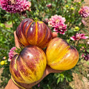 801 Sweet Blue F5 Tomato, 5 Seeds