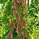 Sparrow Egg Cranberry Bean Seeds, 50g