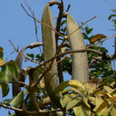 Oroxylum indicum, 10 Seeds
