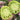 1057 Cherokee Purple x Marian's World Tomato, 5 Seeds