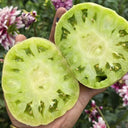 1057 Cherokee Purple x Marian's World Tomato, 5 Seeds