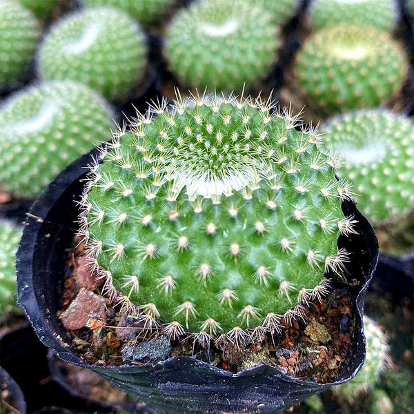 Parodia haselbergii subsp. graessneri 'Green', 3-4cm