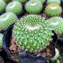 Parodia haselbergii subsp. graessneri 'Green', 3-4cm