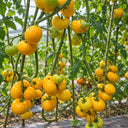428 Orange Chupa Chups Tomato, 5 Seeds