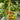869 Chocolate Cascade Striped Cherry Tomato, 5 Seeds