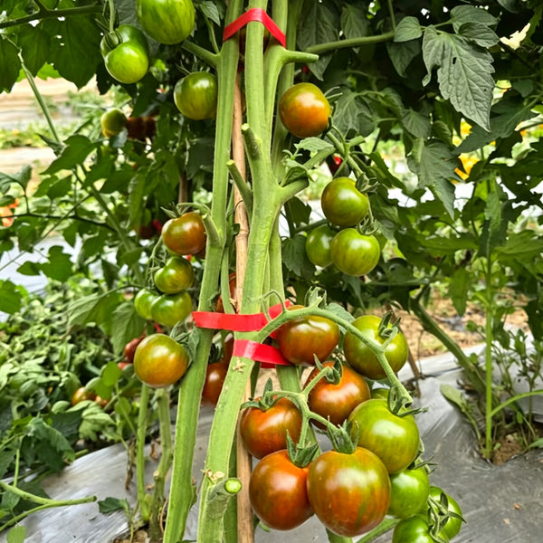 869 Chocolate Cascade Striped Cherry Tomato, 5 Seeds