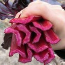 Purple Red Leaf Beet Seeds, 5g