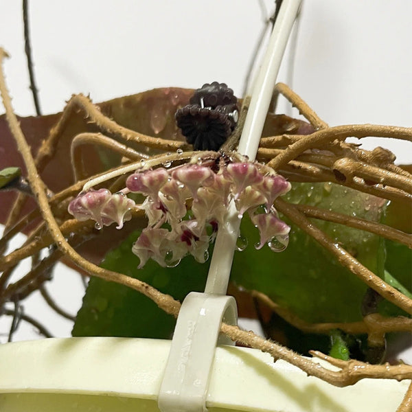 Hoya caudata 'Big Green Leaf', 1 Cutting