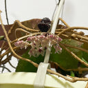 Hoya caudata 'Big Green Leaf', 1 Cutting