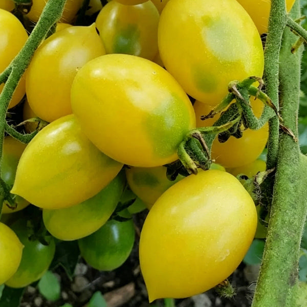 Crazy Barry Cherry Tomato, 20 Seeds