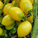 Crazy Barry Cherry Tomato, 20 Seeds