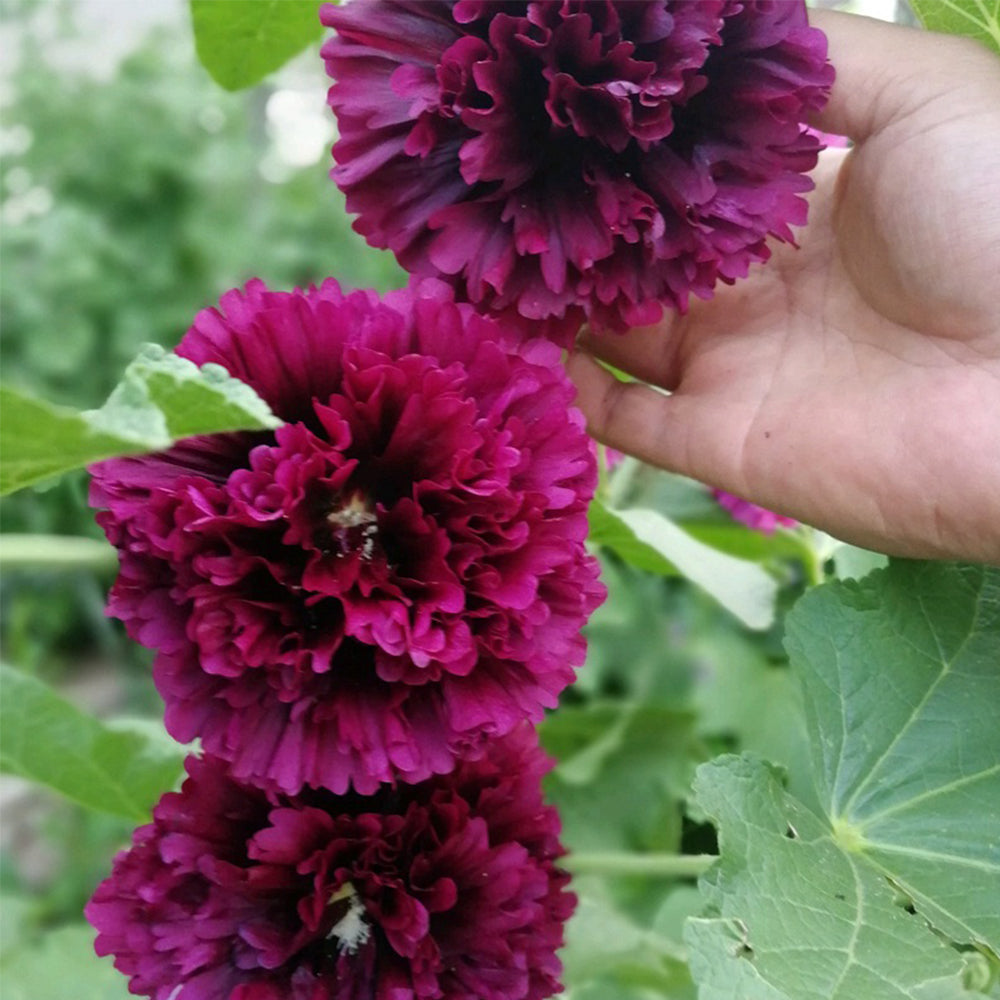 Alcea 'Queeny Purple'