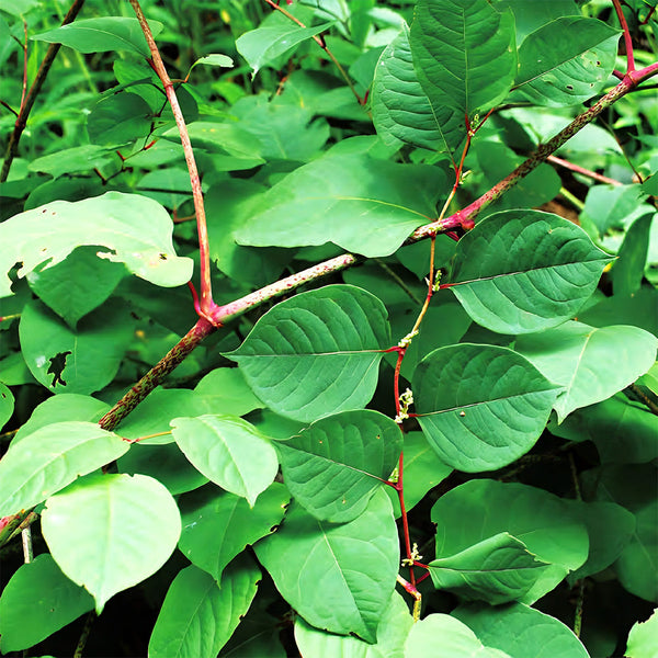 Reynoutria japonica Seeds