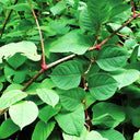 Reynoutria japonica Seeds