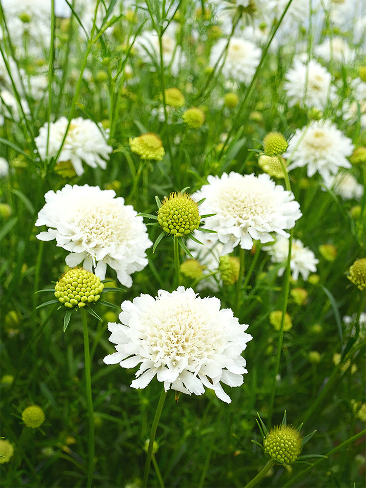 Scabiosa Atropurpurea, White