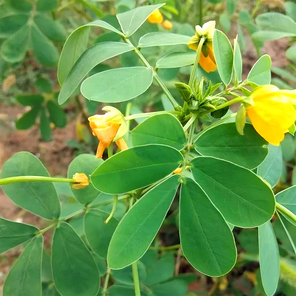 Semen cassiae Seeds