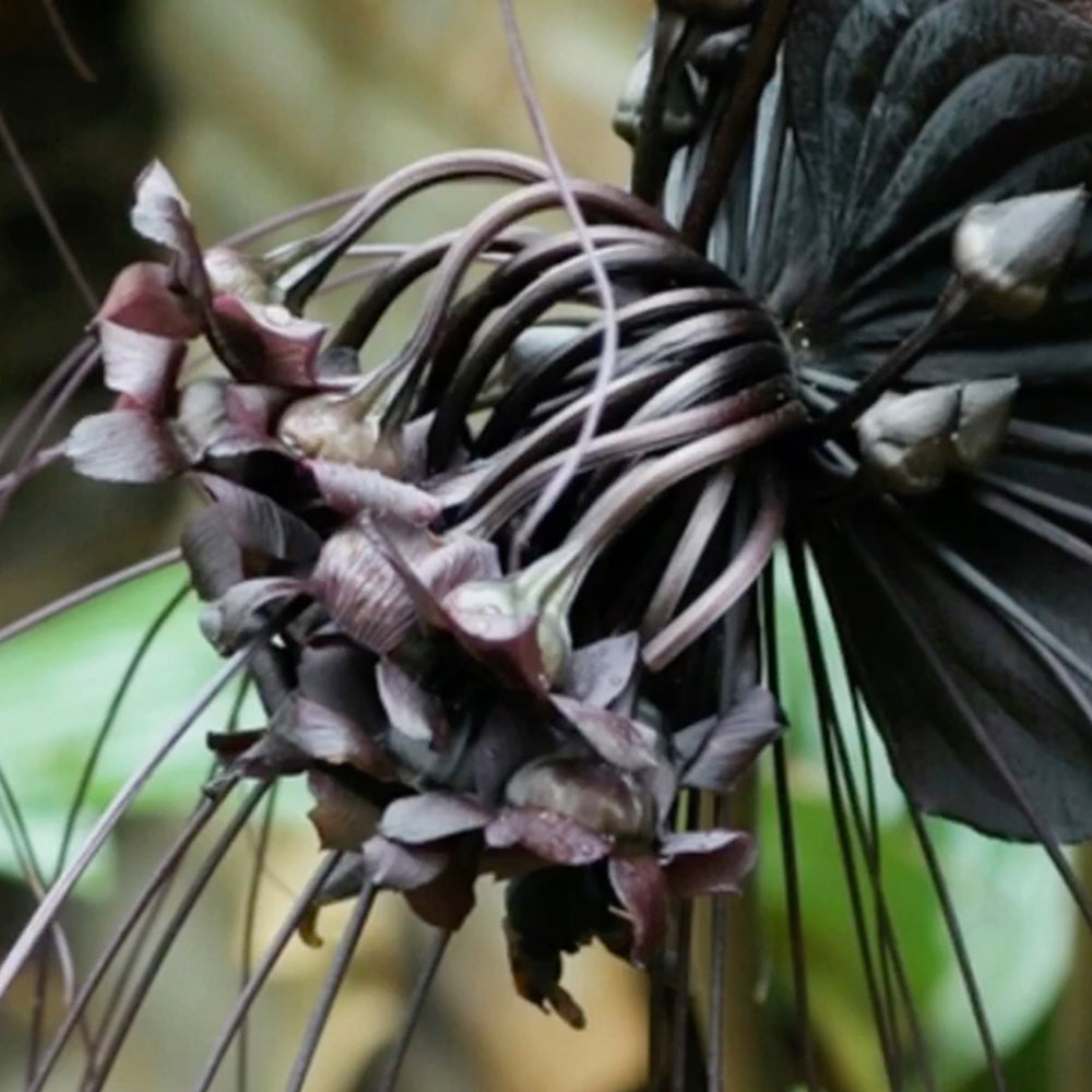 Tacca Chantrieri Seeds (5 Seeds)