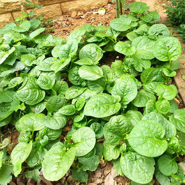 Basella alba Green Malabar spinach Seeds